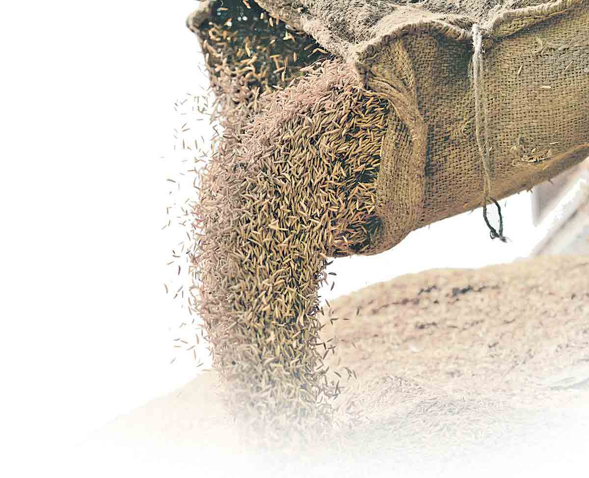 పోటెత్తనున్న వరి సిరులు!