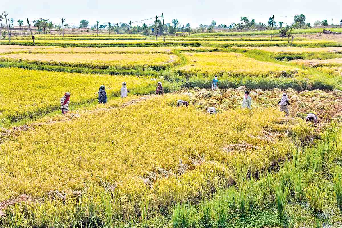 వరి సాగు వద్దు