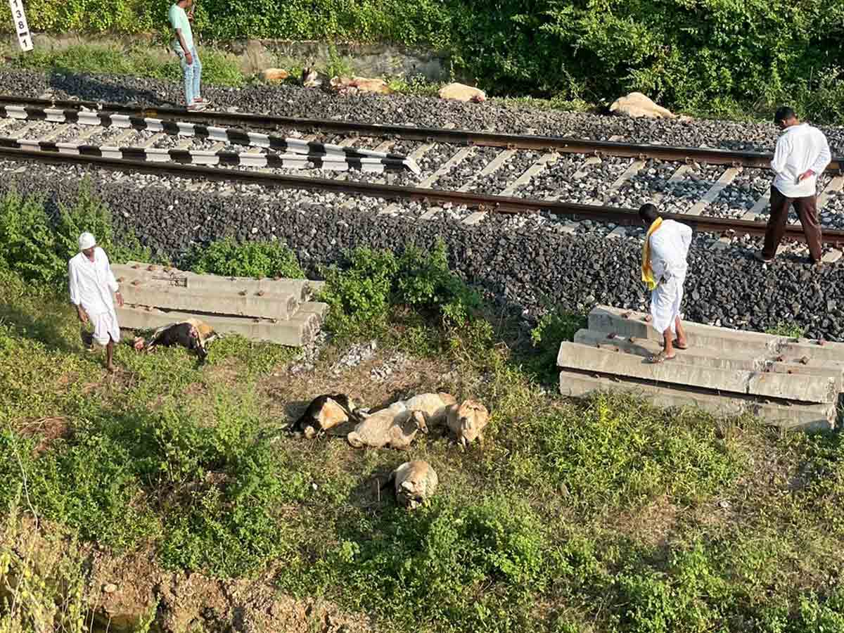 గూడ్స్‌ రైలు ఢీ కొని 50 గొర్రెలు మృతి..