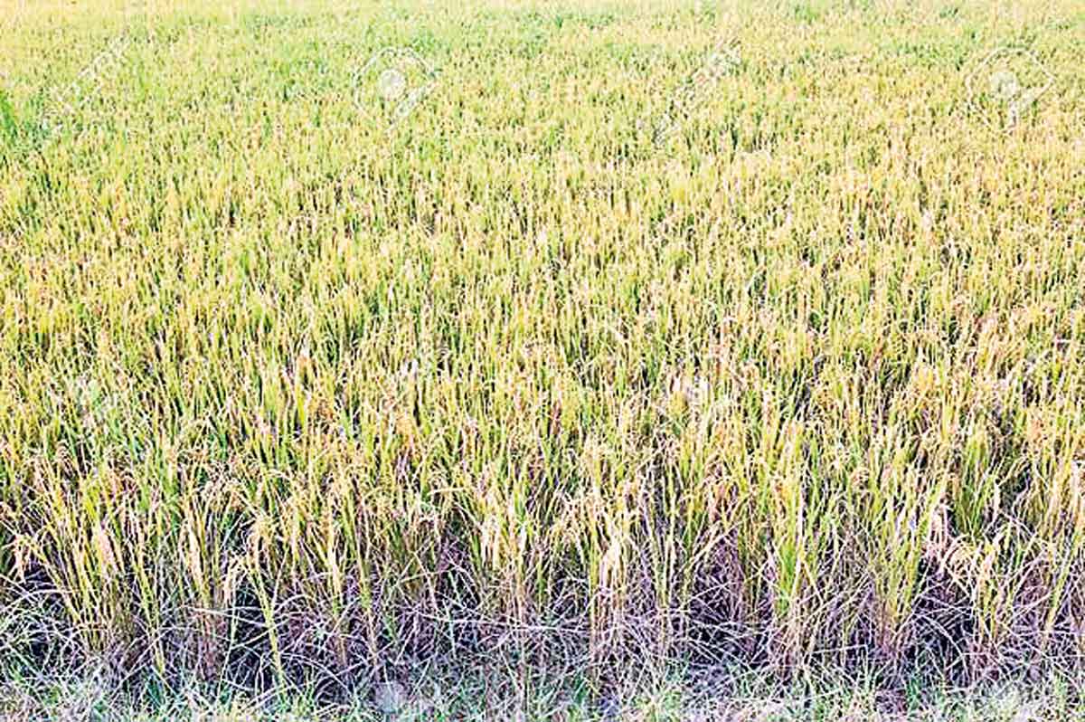 ధాన్యం కొనుగోళ్లకు గ్రీన్‌సిగ్నల్‌