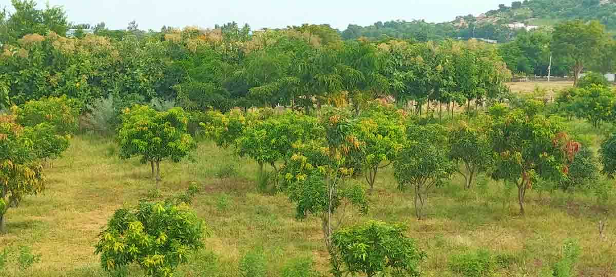 హరిత శోభ!