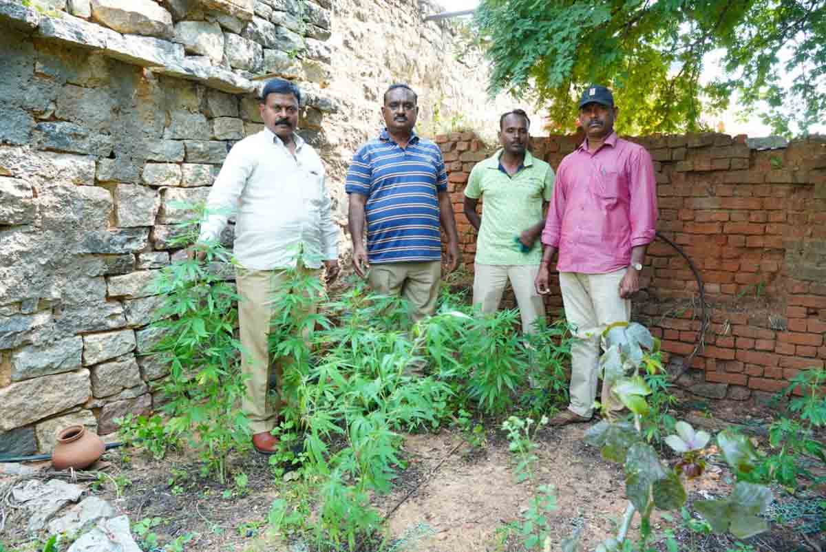 గంజాయి రవాణాపై సర్కార్‌ సీరియస్‌ కట్టడి
