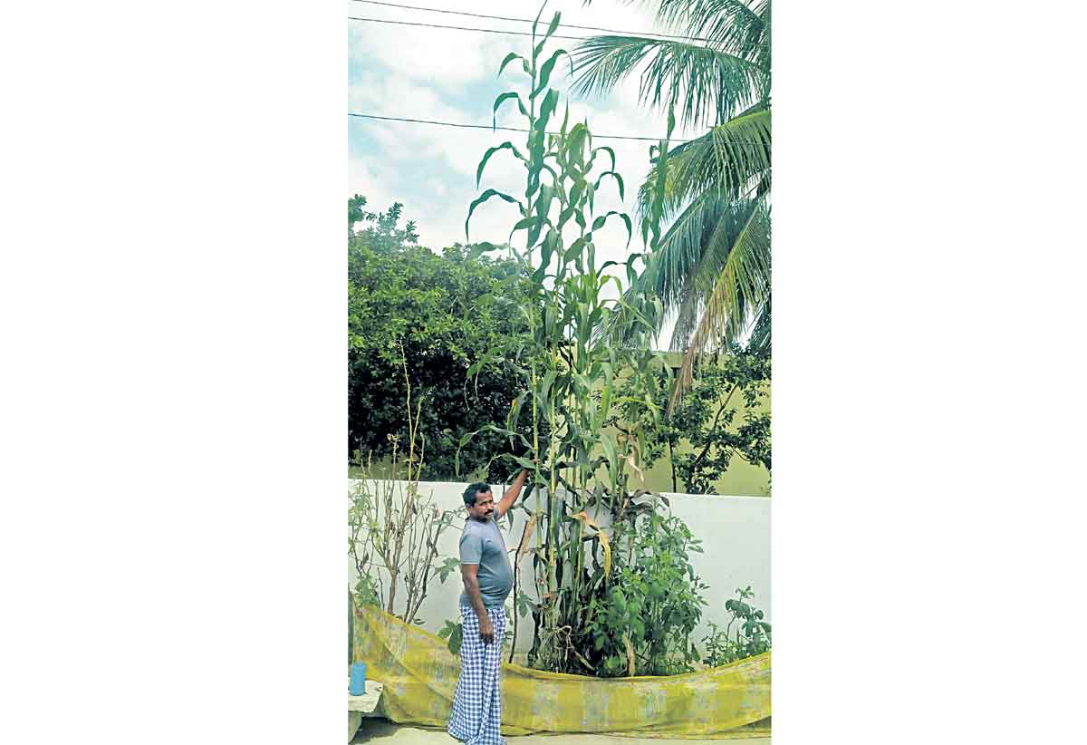 17 అడుగుల జొన్నకర్ర