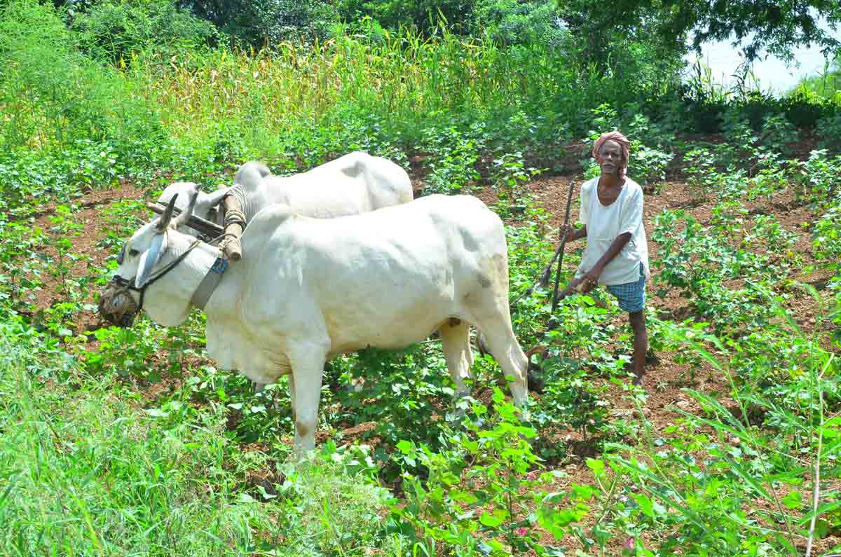 గిరిపుత్రులకు భూ హక్కు