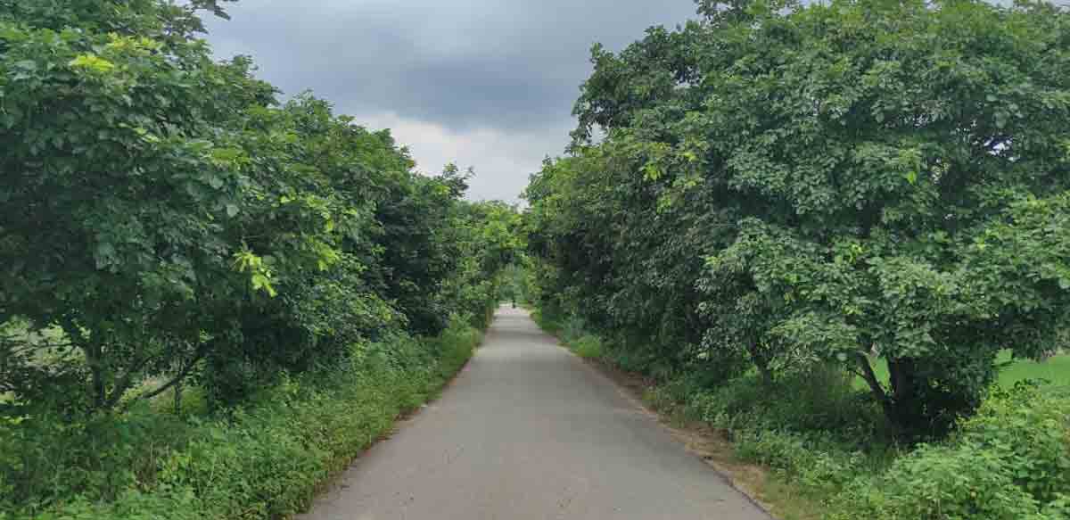 పచ్చదనం పరిఢవిల్లేలా..