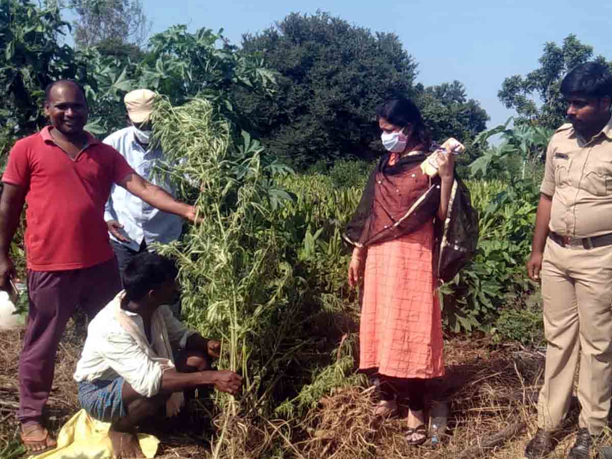 Vikarabad : పంట పొలంలో గంజాయి మొక్కలు.. ఎక్సైజ్‌ సీఐ శ్రీలత