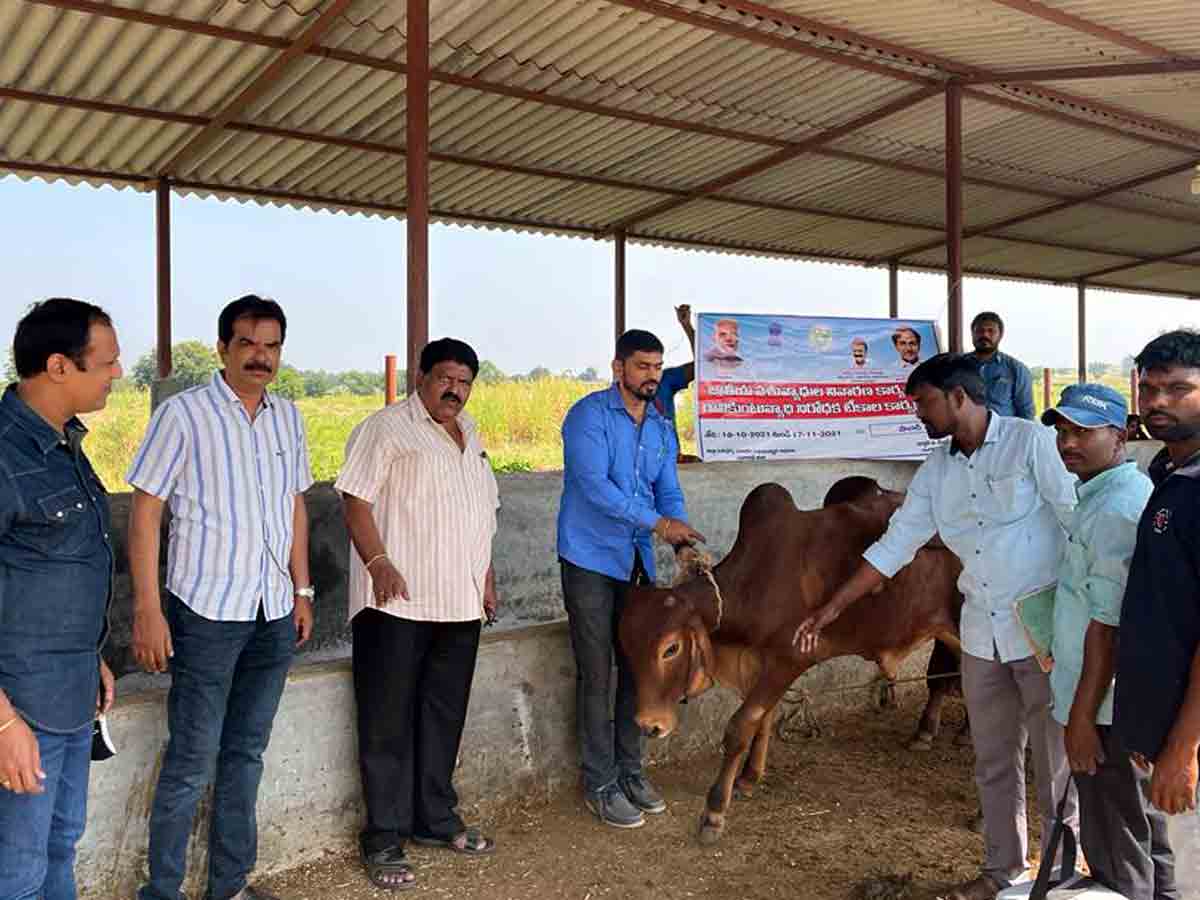 Shabad : జిల్లాలో పకడ్బందీగా గాలికుంటు నివారణ టీకాలు..