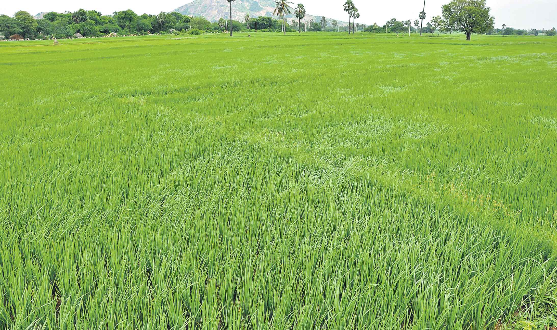 రైతులతో కేంద్రం బంతాట