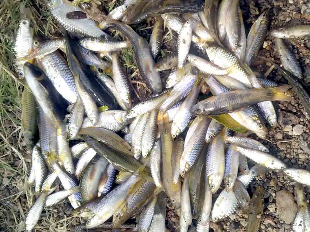 Chevella : వాగులో రసాయనాలు.. వేలాది చేపలు మృత్యువాత