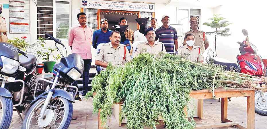 గంజాయి ముఠా గుట్టురట్టు