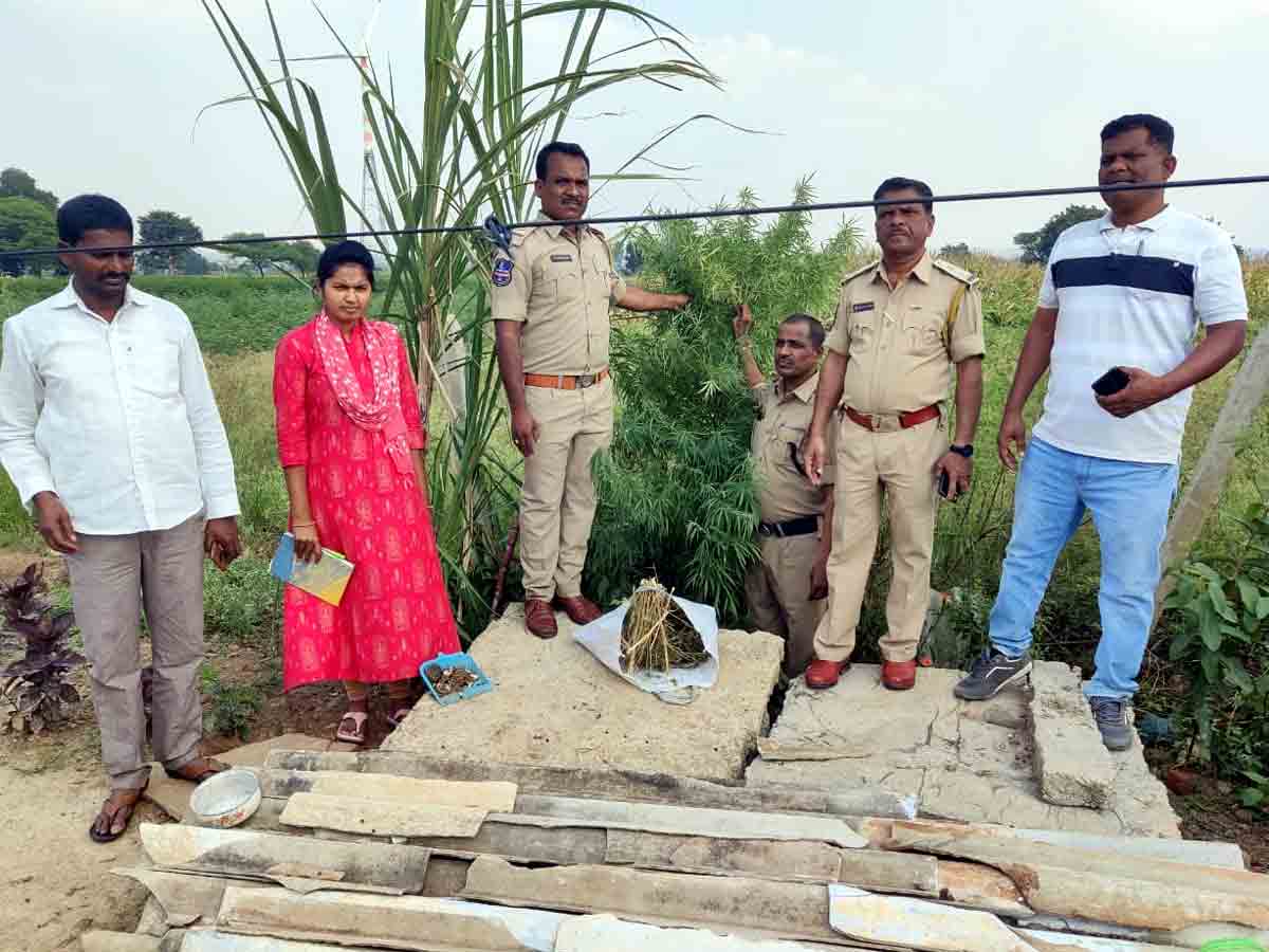 Vikarabad : గంజాయి మొక్కలు పట్టివేత