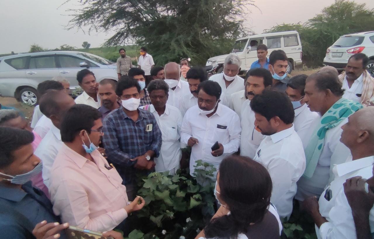 నష్టపోయిన పత్తి పంటలను పరిశీలించిన ఎమ్యెల్యే