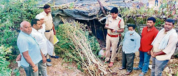 గంజాయిపై సమరం!