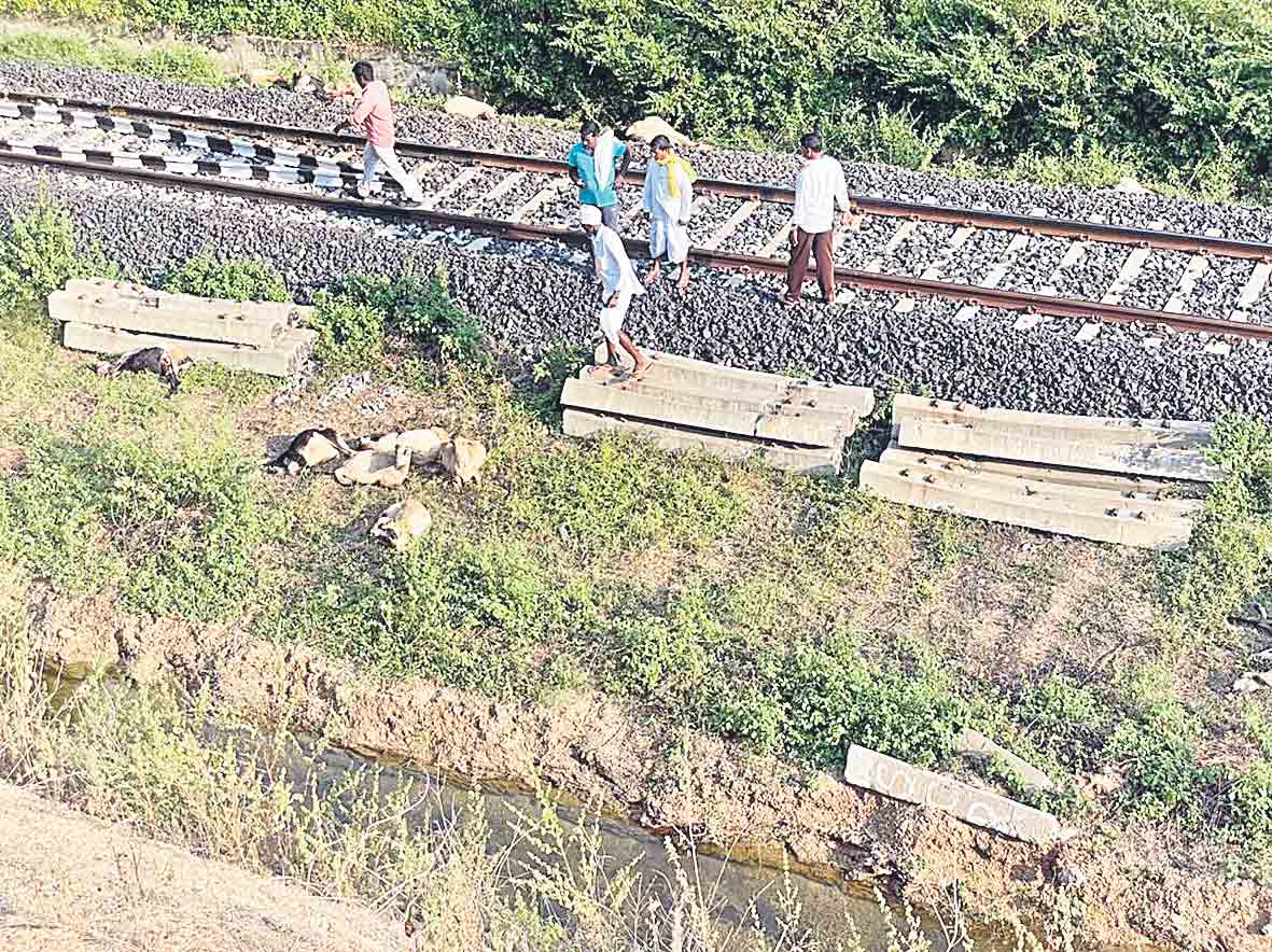 మూగజీవాల మృత్యువాత