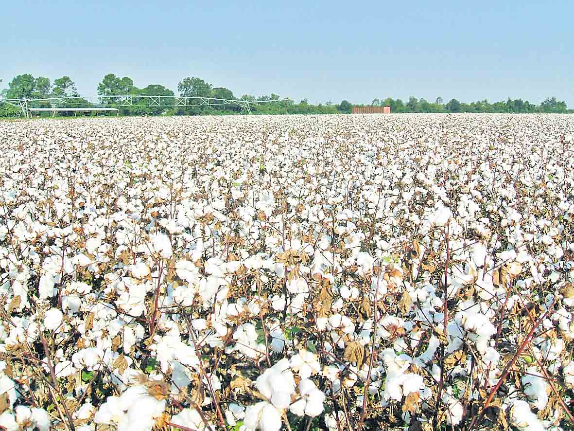 సర్కారు మాట సంపత్తి బాట