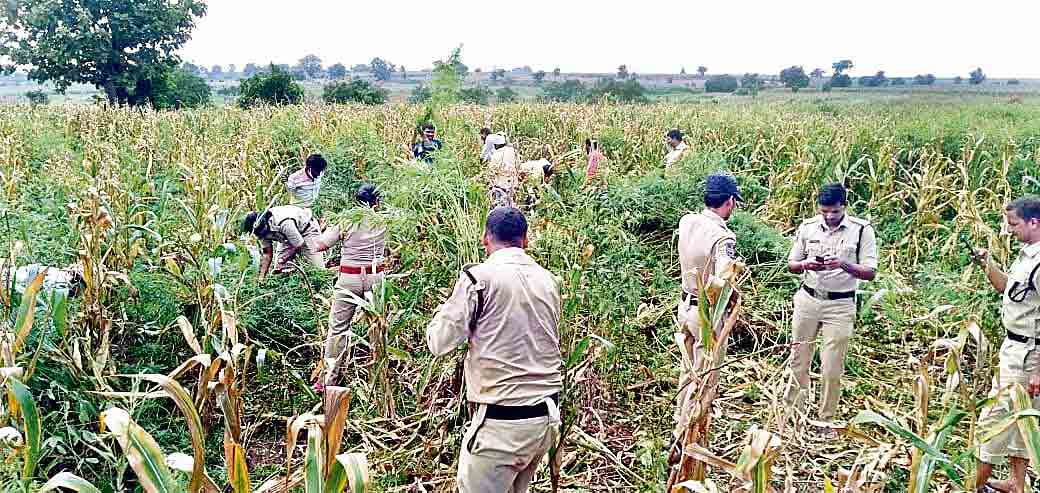 గంజాయిపై లడాయి..