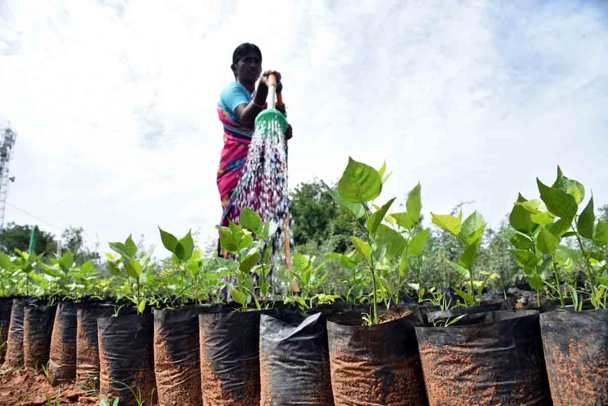 హరిత విజయం దిశగా..