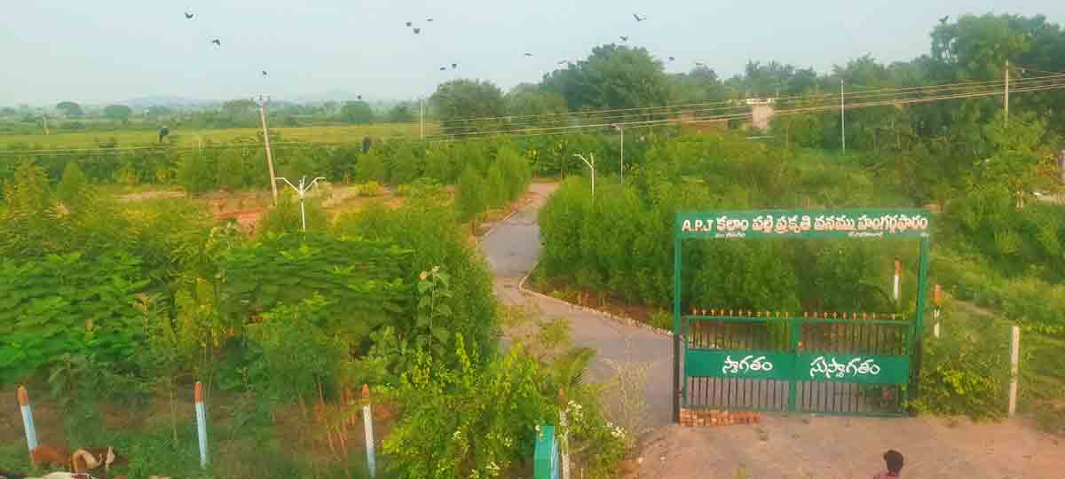 పల్లెకు పచ్చని తోరణాలు!