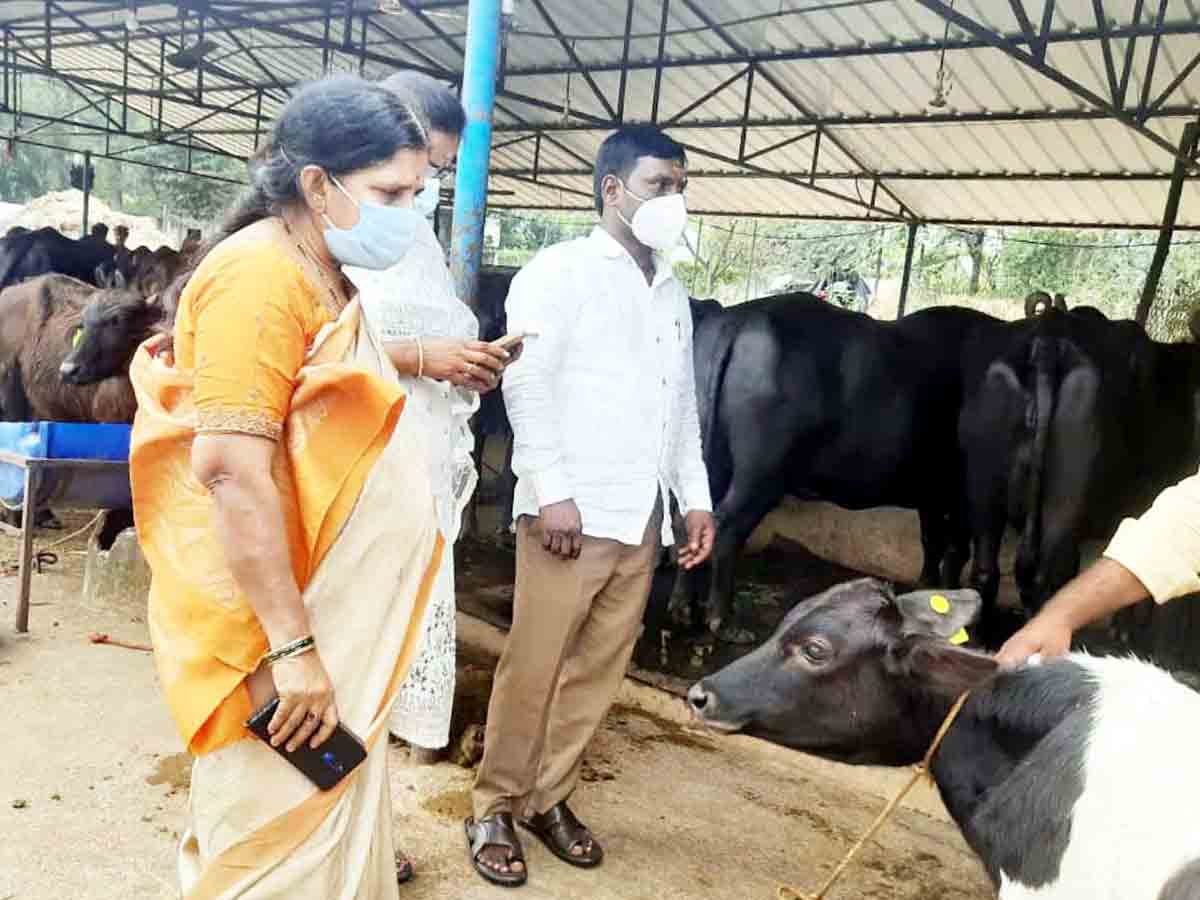 Rangareddy : పశువులకు కృత్రిమ గర్భాదారణ ఎంతో మేలు..