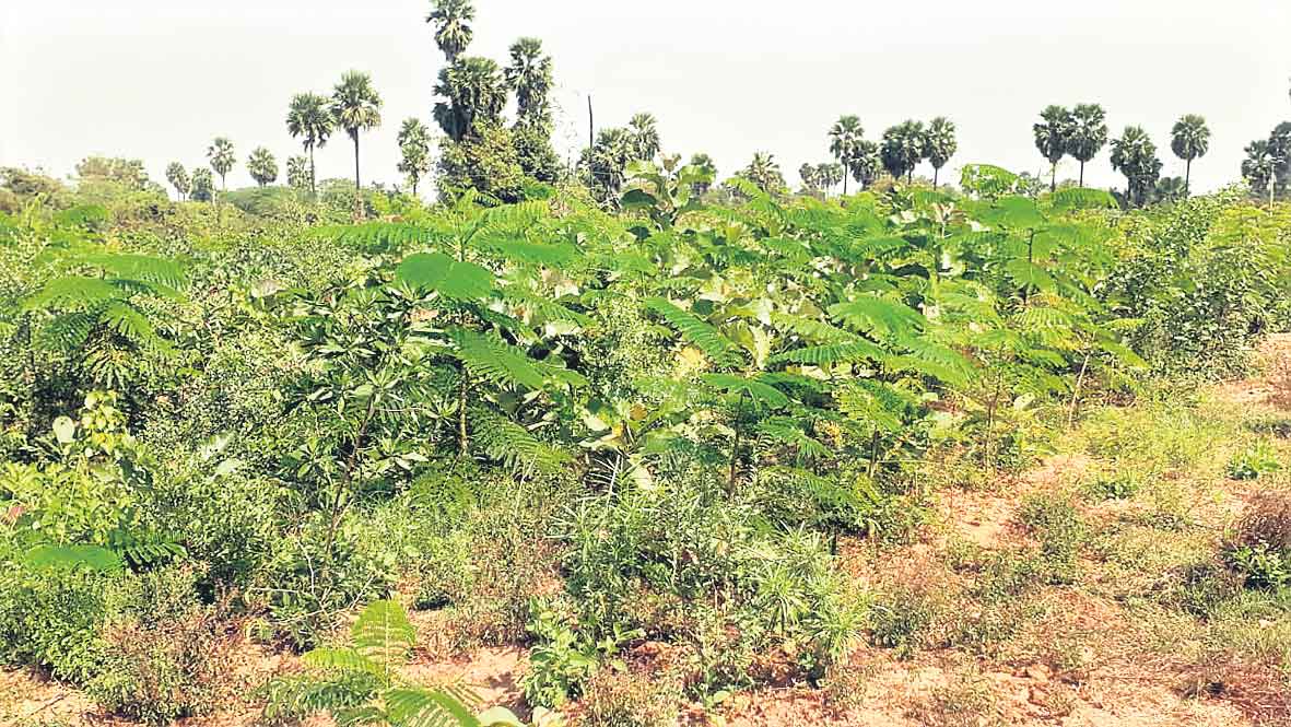 19 వేల ఎకరాల్లో బృహత్‌ ప్రకృతి వనాలు