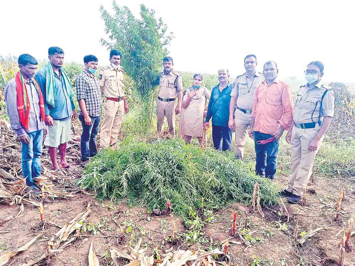 గంజాయి సాగుపై ఉక్కుపాదం