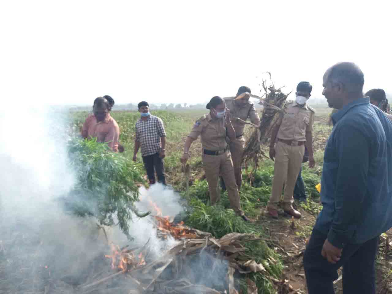 గంజాయి మొక్కలను ధ్వంసం చేసిన ఎక్సైజ్‌ అధికారులు