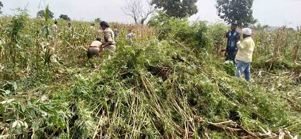 ఆపరేషన్‌ గంజాయి!