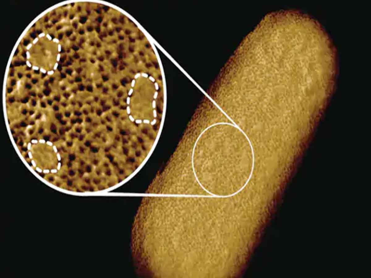 Bacteria Clear Picture : ఇది లైవ్‌ బ్యాక్టీరియా క్లియర్‌ ఫొటో.. వెల్లడించిన యూకే శాస్త్రవేత్తలు