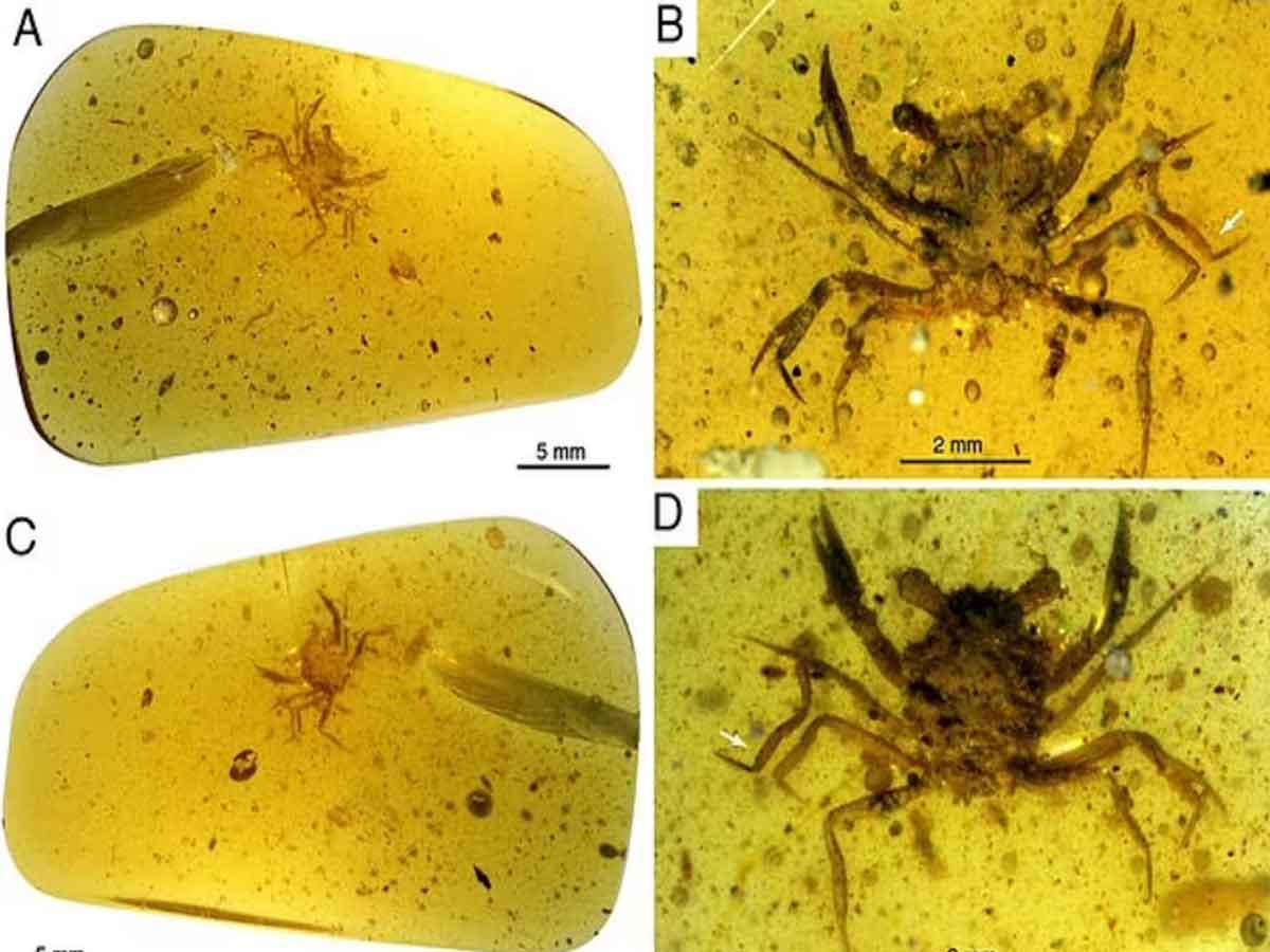 Oldest Crab:  మయన్మార్‌లో 100 మిలియన్ సంవత్సరాల వయస్సు పీత శిలాజం గుర్తింపు
