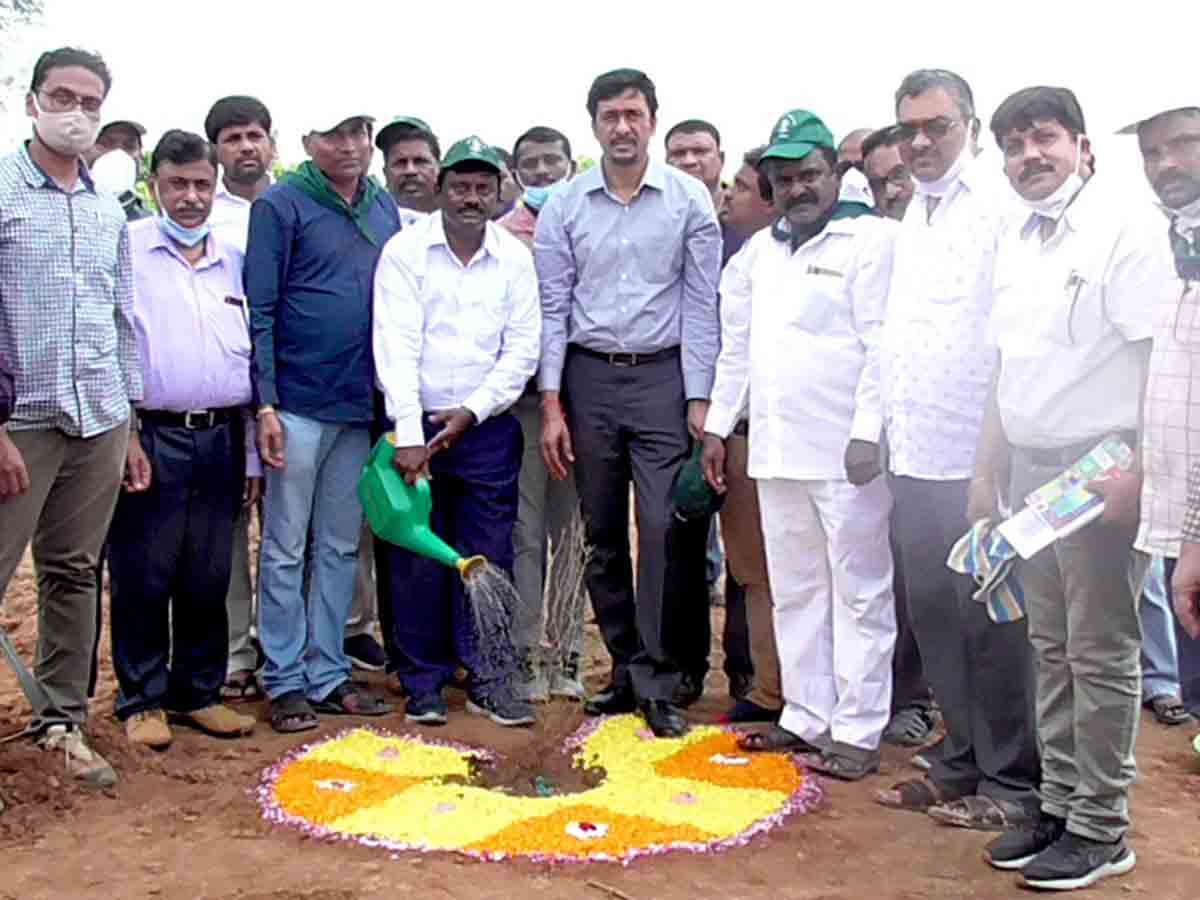 ఆర్‌కే 5గని వనంలో జమ్మిచెట్ల పెంపకం