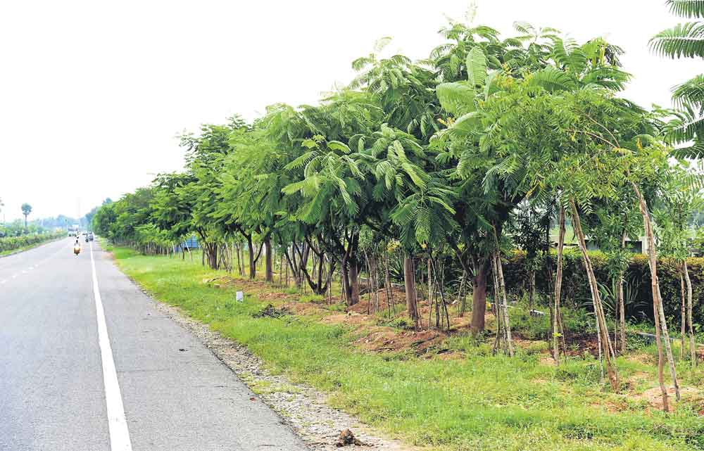 హైవేకు పచ్చతోరణం