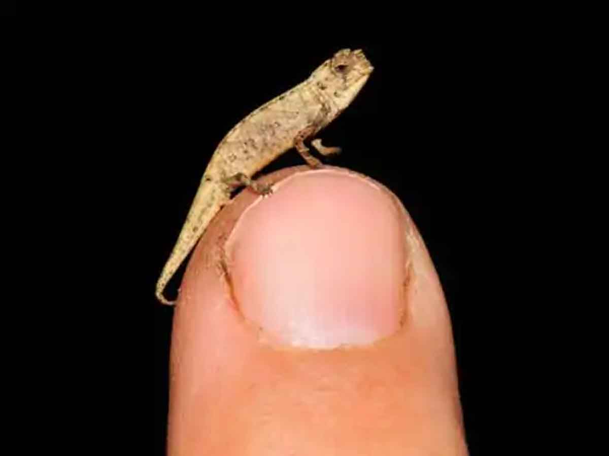 Nano-chameleon : మడగాస్కర్‌ అడవుల్లో బుల్లి ఊసరవెల్లి