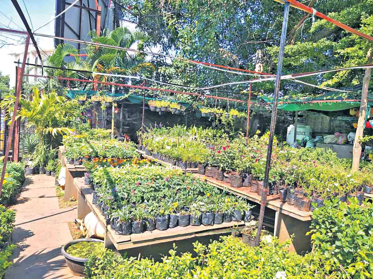 మది మైమరిచెట్టు