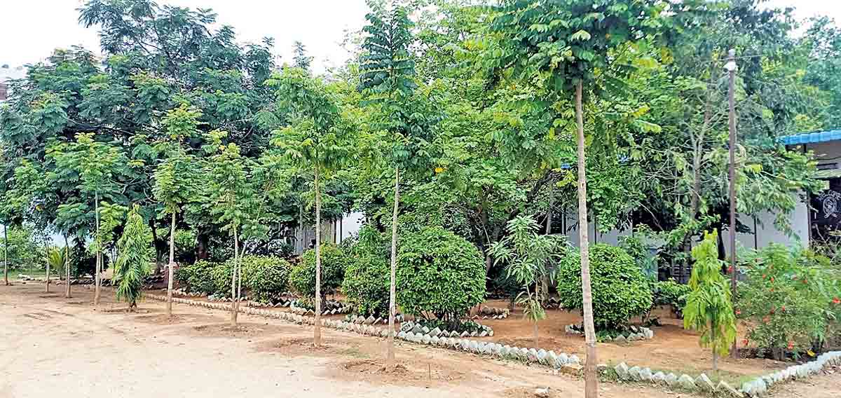 వెల్లివిరుస్తున్న హరిత విప్లవం