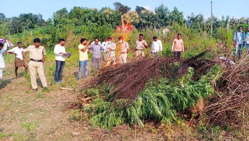 గంజాయి సాగుపై ఉక్కుపాదం