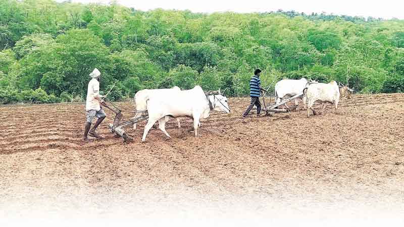 పోడు రైతుకు పండుగ