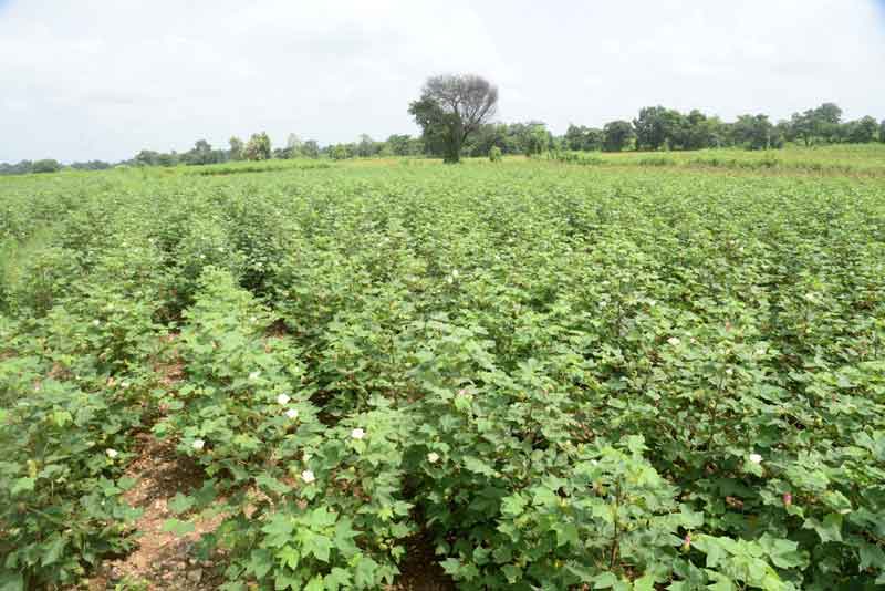 పత్తి ఎగుమతికి ప్రణాళిక