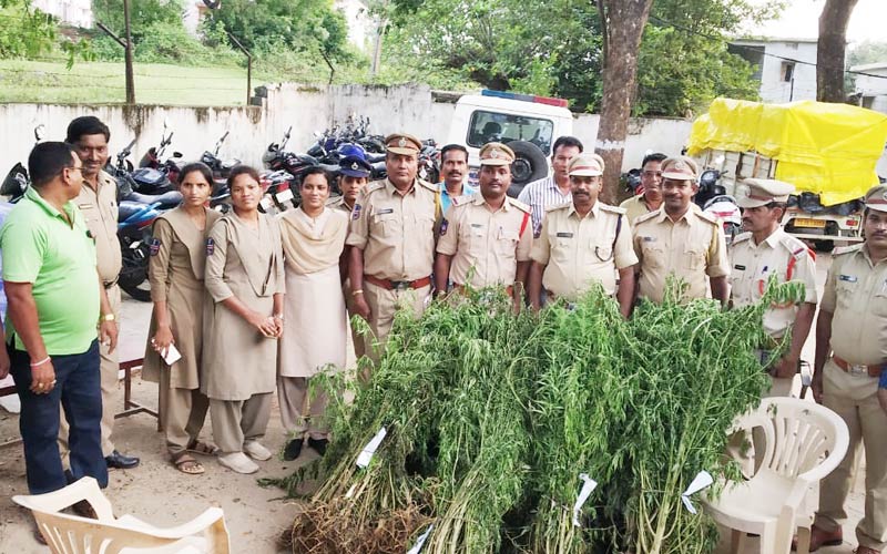 గంజాయి సాగు చేస్తే కఠిన చర్యలు
