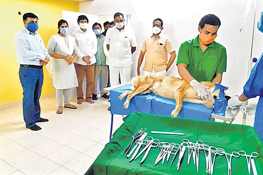 పట్టణాల్లో జంతువులకు రక్షణ!