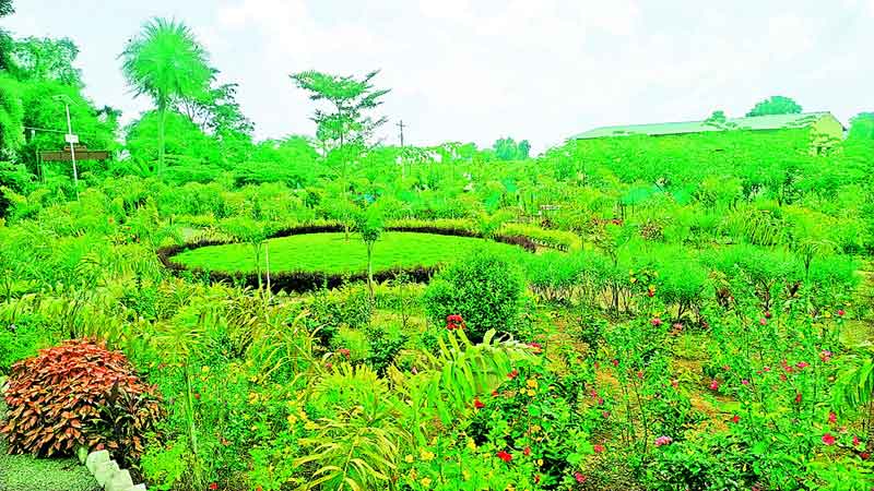 హరిత సంకల్పం..సకల జన సమ్మతం