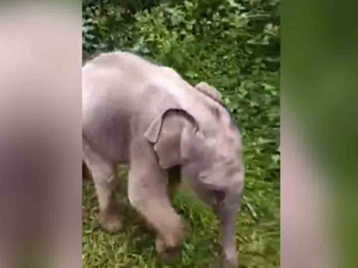 video: తప్పిపోయిన ఏనుగు పిల్లను.. తల్లి వద్దకు చేర్చిన అటవీ సిబ్బంది