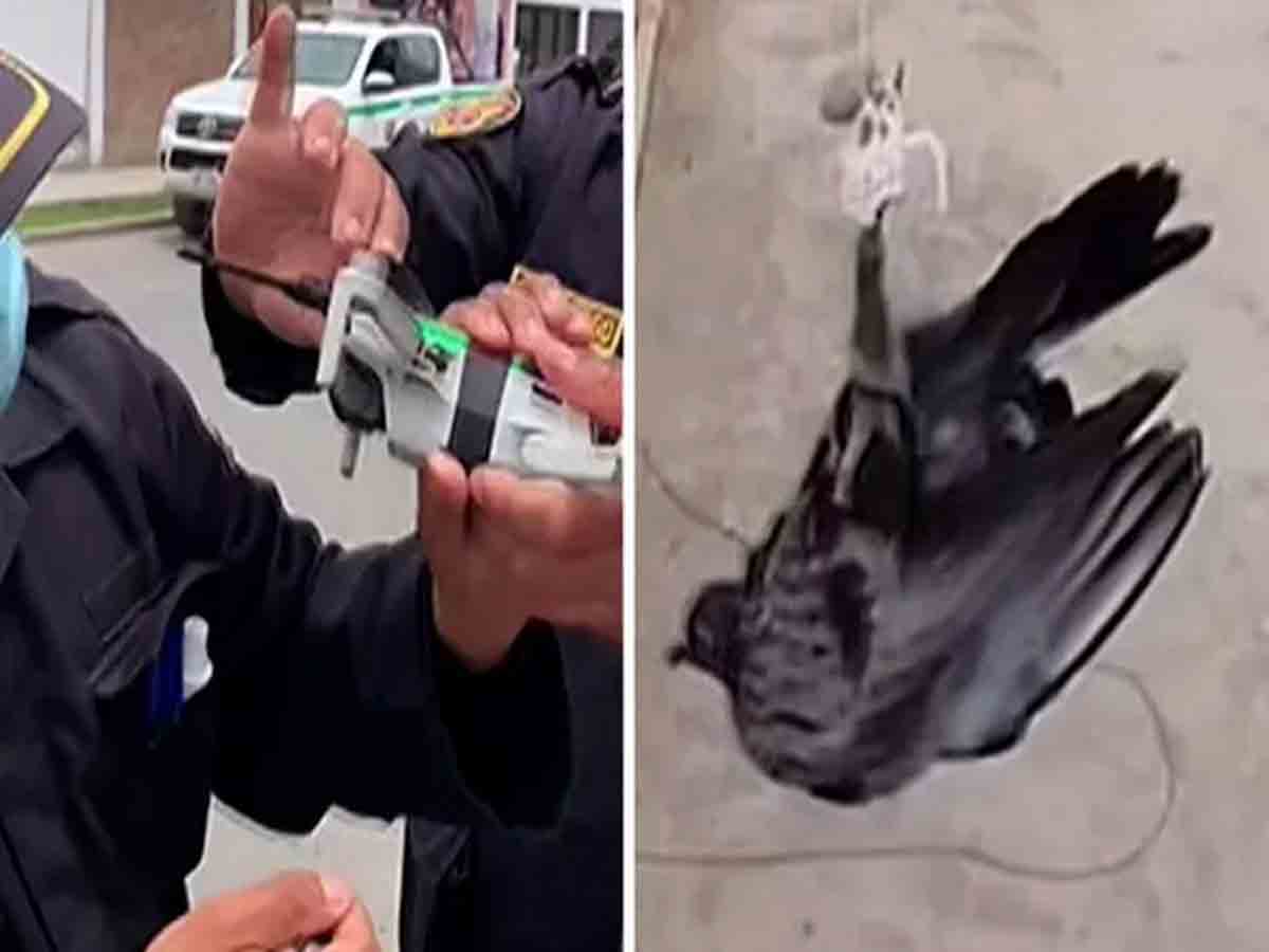 విద్యుత్‌ వైర్‌కు చిక్కుకున్న పావురం.. డ్రోన్‌ సహాయంతో రెస్క్యూ