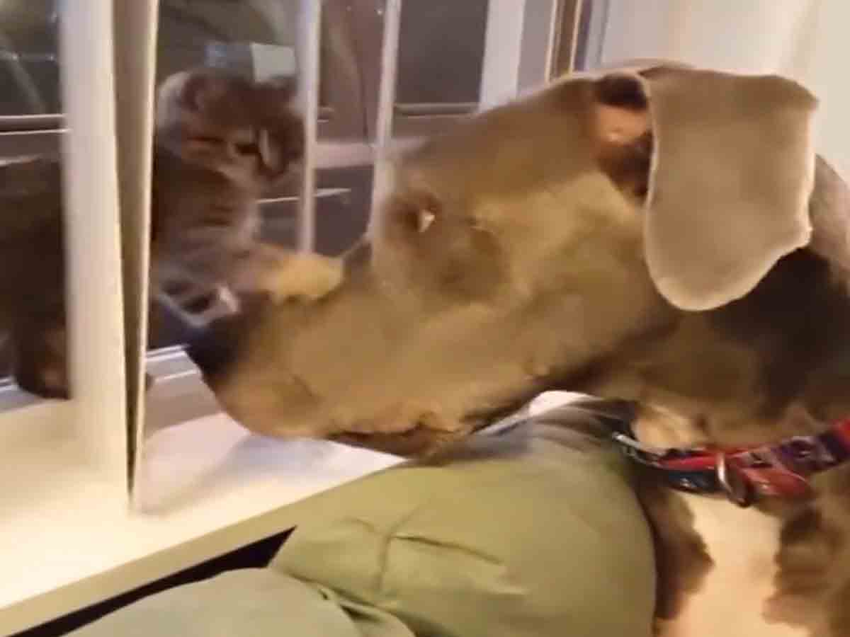 Funny video: కుక్క మూతి చెళ్లుమనిపించిన పిల్లి.. దాని రియాక్షన్‌ చూస్తే నవ్వు ఆపుకోలేరు