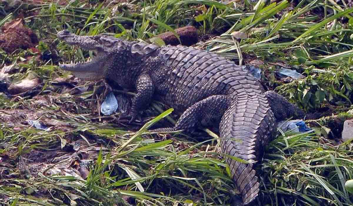 నదిలో నీళ్లు తాగుతుండగా దాడిచేసి.. వ్యక్తిని నీటిలోకి లాక్కెళ్లిపోయిన మొసలి