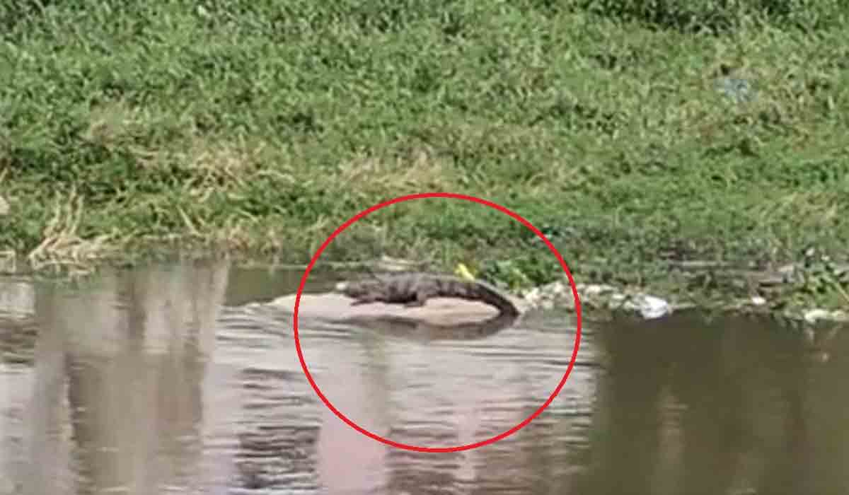 మూసీలో మొసలి కలకలం.. అత్తాపూర్‌లో ఆందోళ‌న‌