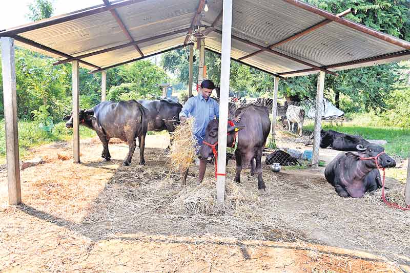 దళితబంధు తెచ్చిన దసరా