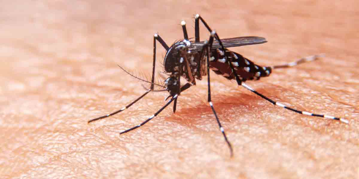 Dengue in Delhi | ఢిల్లీలో ఐదేళ్ల గరిష్ఠానికి డెంగ్యూ కేసులు.. ప్రజలు అప్రమత్తంగా ఉండాలన్న ప్రభుత్వం