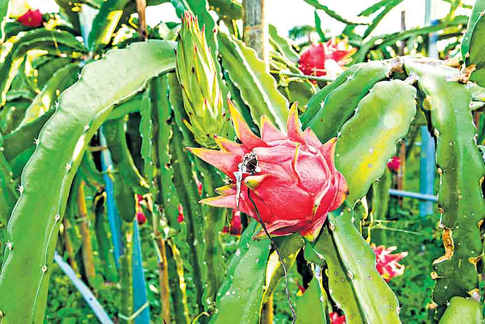 విదేశీ పండు..లాభాలు మెండు!