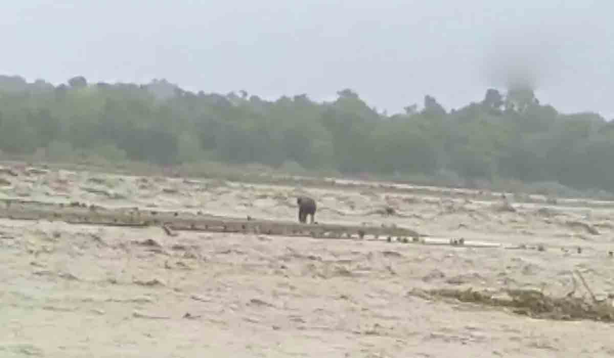 Viral video: ఉప్పొంగి ప్ర‌వ‌హిస్తున్న గౌలా న‌ది.. నీటి న‌డుమ చిక్కుకున్న‌ ఏనుగు..!