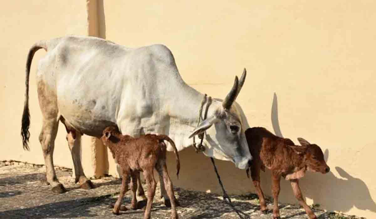 అండ‌మార్పిడి ద్వారా తొలిసారి రెండు ఆవులేగలు జ‌న‌నం.. ఎక్క‌డో తెలుసా..?